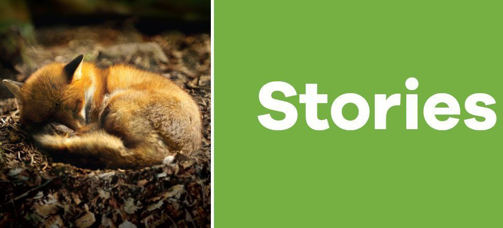 Chinnor Library — Children's bookcase headers connect with hideout