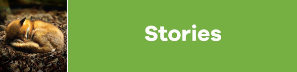 A sleeping fox curled up on the ground beside a green background featuring the word "Stories" at Chinnor Library
