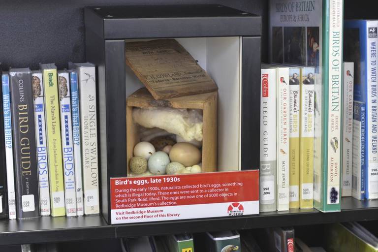 Bird's eggs display